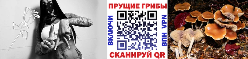 Галлюциногенные грибы GOLDEN TEACHER  Купить  Асино 